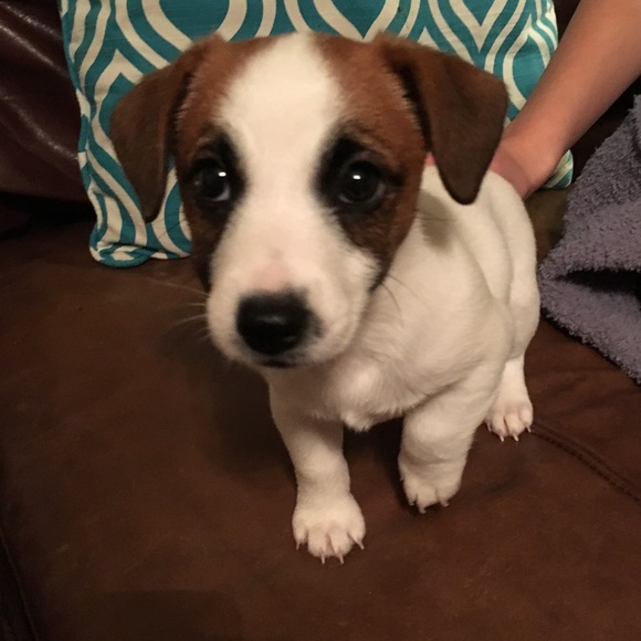 Meet your Posher, Amelia - Picture 1 of 1